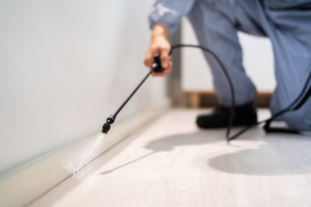 Certified termite inspector examining foundation in Colma