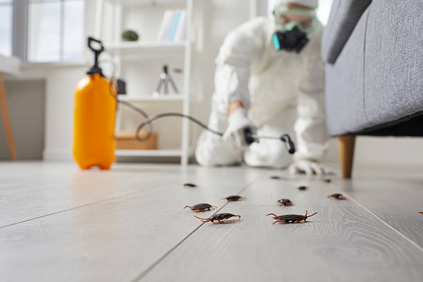 Commercial Rodent Management in Colma